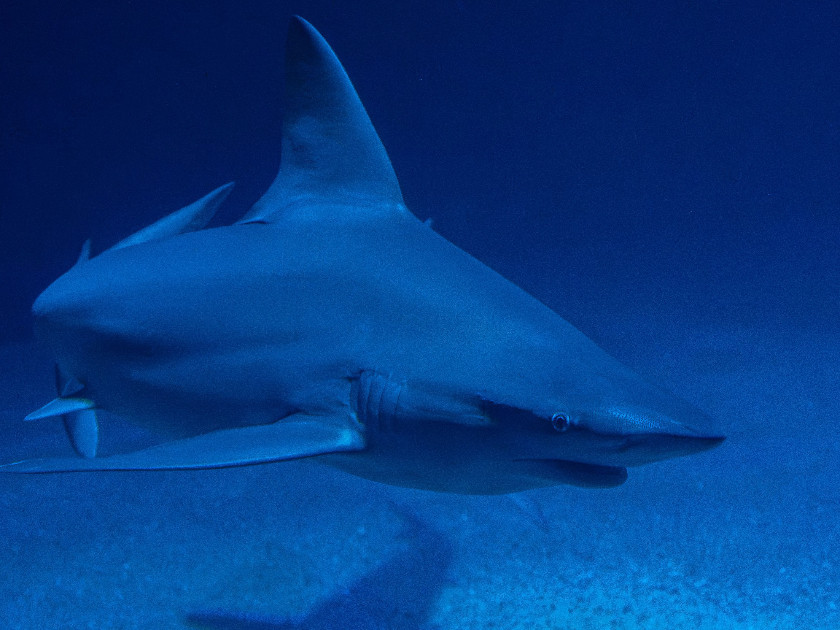 Requins en Espagne : Conseils pour les Touristes et Résidents