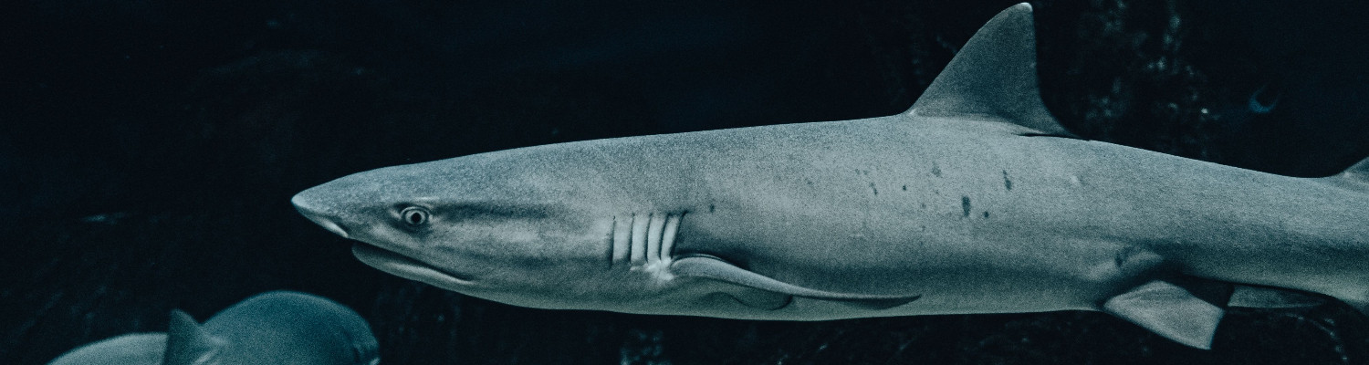 Requins en Espagne : Conseils pour les Touristes et Résidents