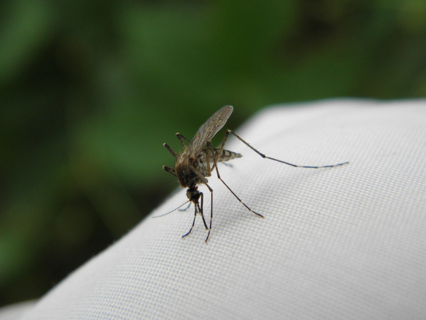 Assistance Médicale Rapide pour les Piqûres d'Insectes en Espagne par Doctor Home Visit : Visites à Domicile et Services de Télémédecine